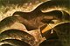 Omaggio a Salvator Dal, 1989